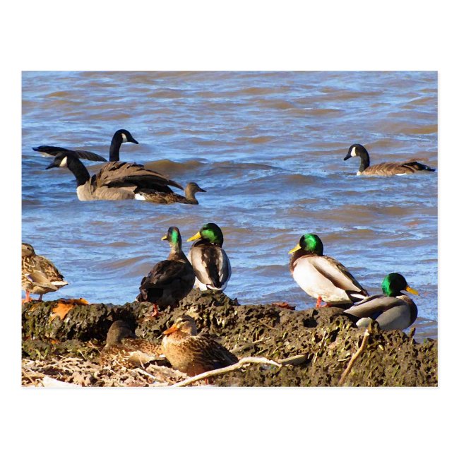 Ducks Watching Geese Postcard