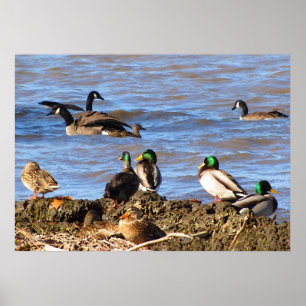 Ducks Watching Geese Poster