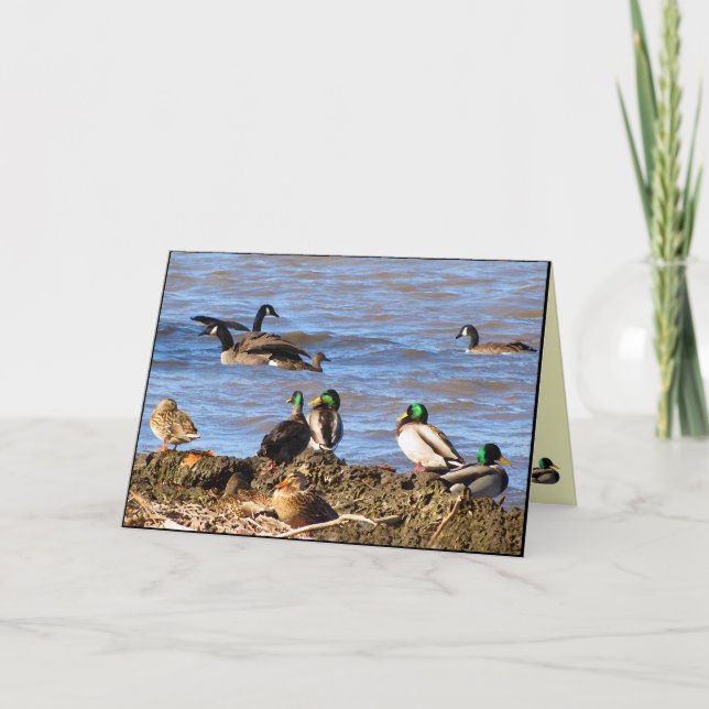 Ducks Watching Geese Thinking of You Card (Front)