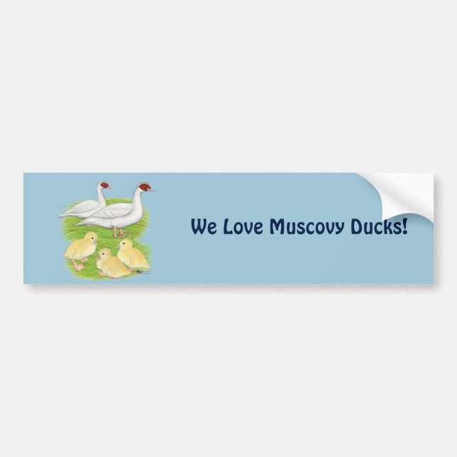 Ducks White Muscovy Family Bumper Sticker (Front)