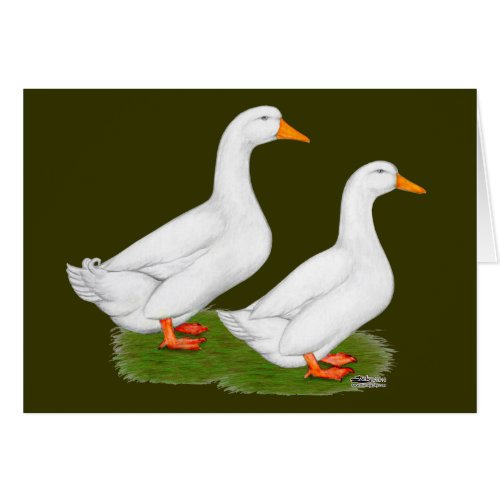 Ducks  White Pekins