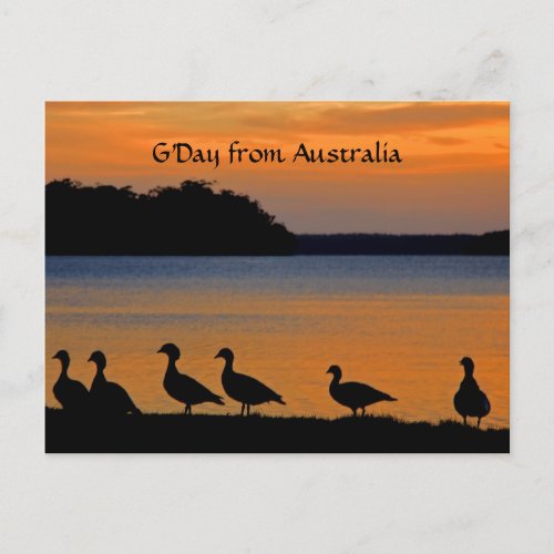Ducky Sunset Postcard