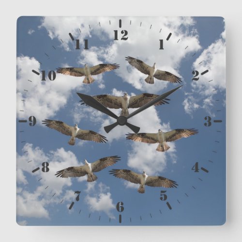 Duet of Ospreys in the sky photography Square Wall Clock
