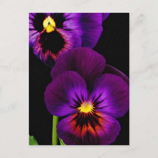 Duet of purple pansies, Washington State  flowers Postcard (Front)