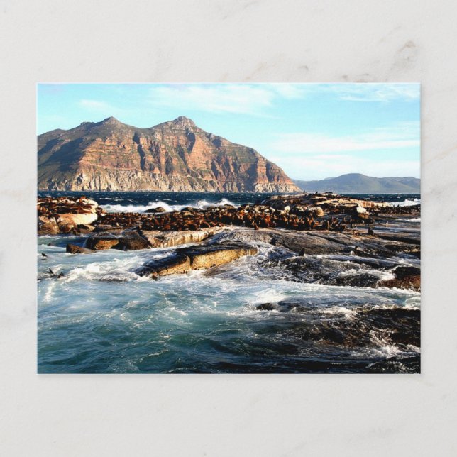 Duiker Island, South Africa Postcard (Front)