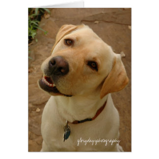 duke, glorydaysphotography cards
