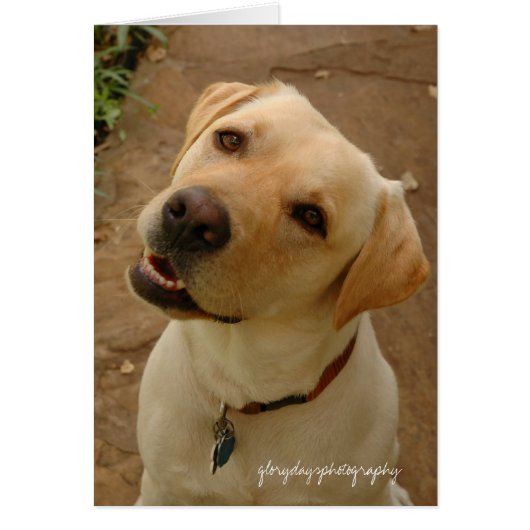 duke, glorydaysphotography cards (Front)