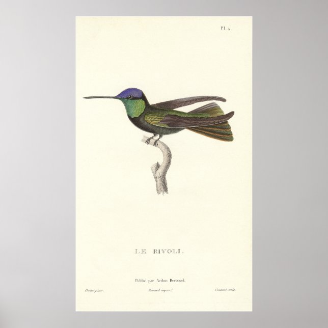 Duke of Rivoli's Hummingbird from Antique Print (Front)