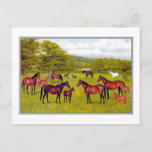 Duke of Westminster's Mares and Foal Postcard