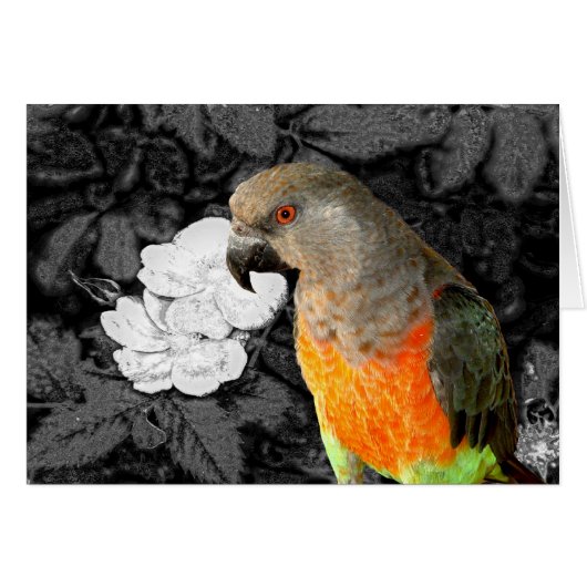 Dukie Duke (Front Horizontal)