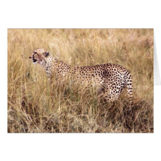 Duma (Cheetah) Cards