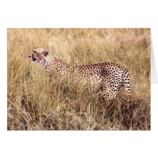 Duma (Cheetah) Cards (Front Horizontal)