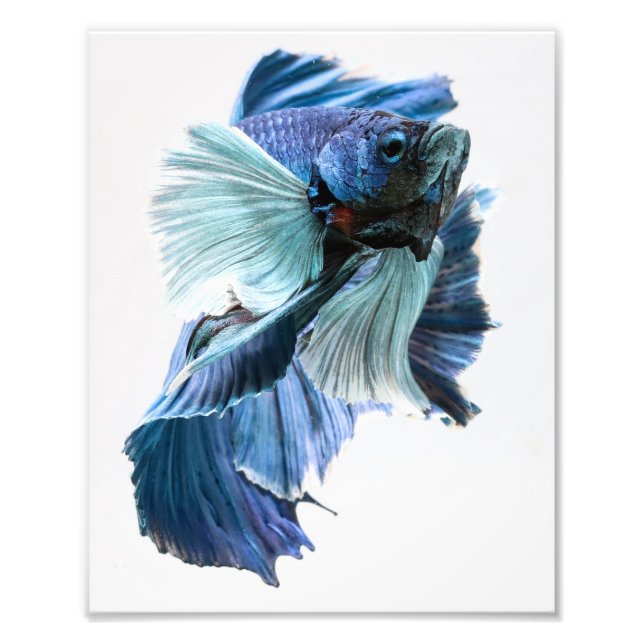 Dumbo Halfmoon Betta Fish Photo Print (Front)