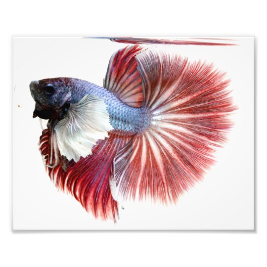 dumbo halfmoon betta