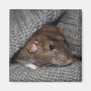 Dumbo Rat Magnet