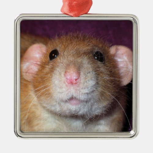 Dumbo Rat Ornament
