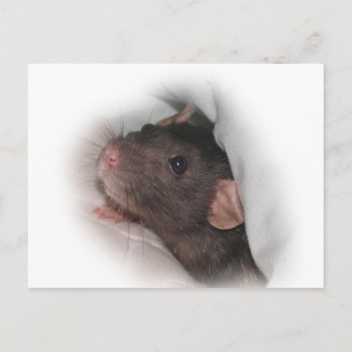 Dumbo rat wanna play postcard