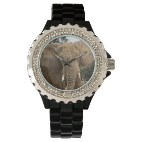 Dumbo Watch