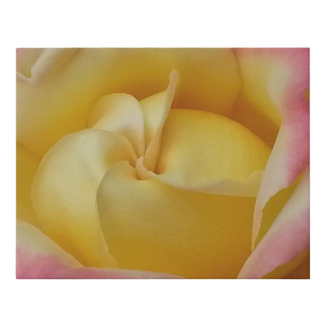 Dumpling Rose Faux Canvas Print (Front)
