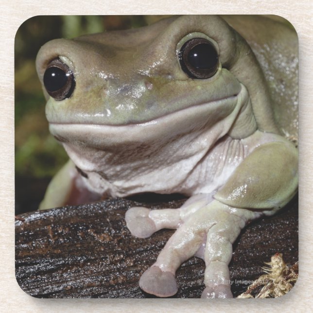 Dumpy Tree Frog. Smiling Frog. Litoria caerulea. Beverage Coaster (Front)