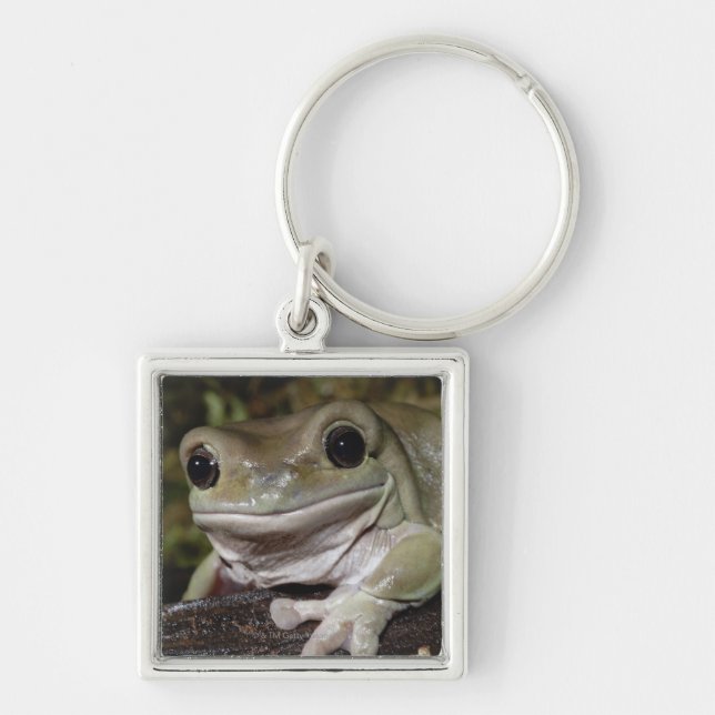 Dumpy Tree Frog. Smiling Frog. Litoria caerulea. Keychain (Front)