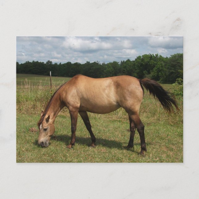 Dun Connemara Pony, Horse, Grazing in Pasture Postcard (Front)