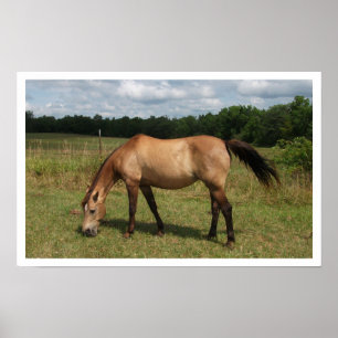 Dun Connemara Pony, Horse, Grazing in Pasture Poster