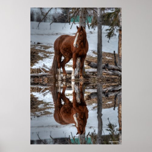 Dun Ranch Horse At Drinking Hole Equine Photo Poster