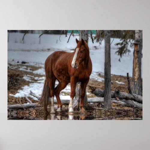 Dun Ranch Horse At Drinking Hole Equine Photo Poster