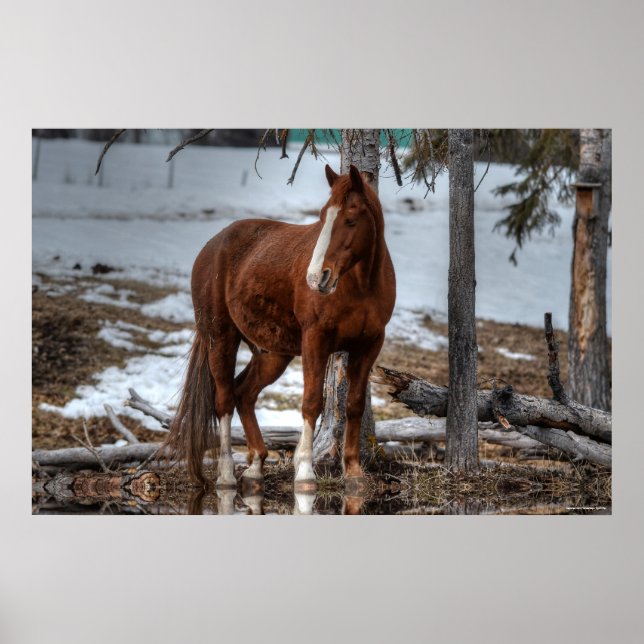 Dun Ranch Horse At Drinking Hole Equine Photo Poster (Front)