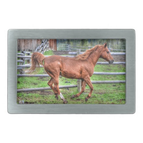 Dun Ranch Horse Pony Animal_lover Photo Rectangular Belt Buckle