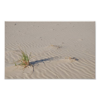 Dune Grass on the Beach Photo Print