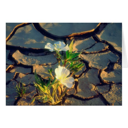 Dune Primrose growing out of Cracked Mud Cards (Front Horizontal)