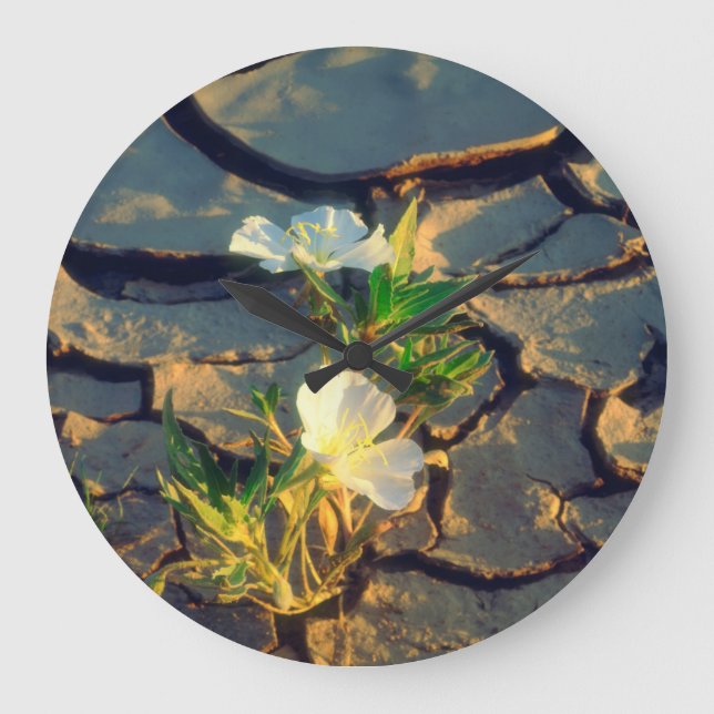 Dune Primrose growing out of Cracked Mud Large Clock (Front)