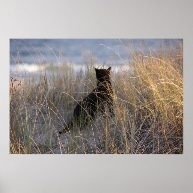 Dunes Kitty Poster (Front)