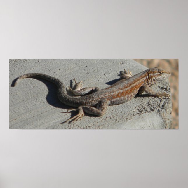 dunes sage brush lizard poster (Front)