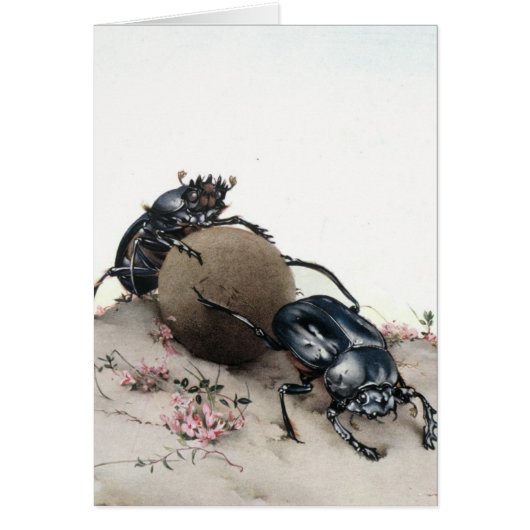 Dung Bettle Cards (Front)