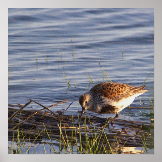 Dunlin Bird Photo Poster (Front)