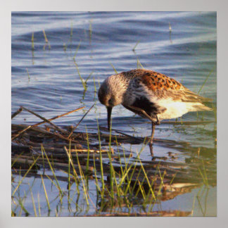 Dunlin Bird Photo Poster