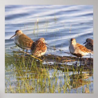 Dunlin Birds Photo Poster