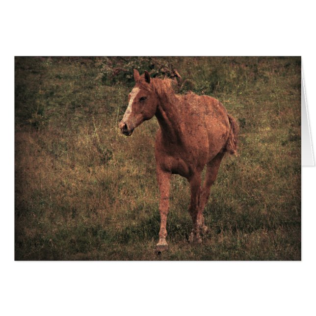 Dunnit (Front Horizontal)