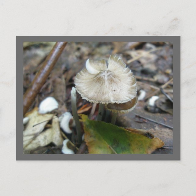 Duo Frill Mushroom Postcard (Front)