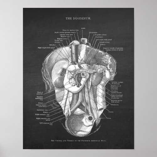 Duodenum Anatomy Art Gastroenterologist Wall Decor