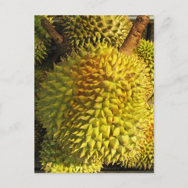 Durian Fruit Postcard (Front)