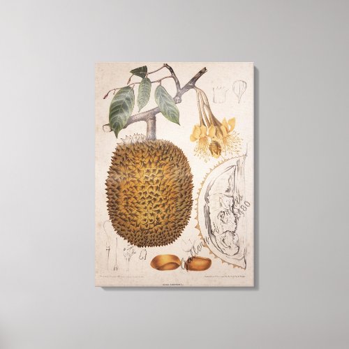 durian fruit vintage botanical illustration canvas print