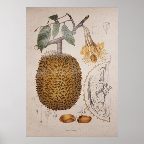 durian fruit vintage botanical illustration poster