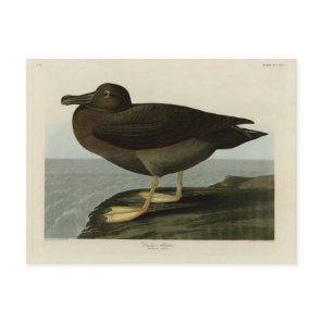 Dusky Albatross from Audubon's Birds of America Postcard