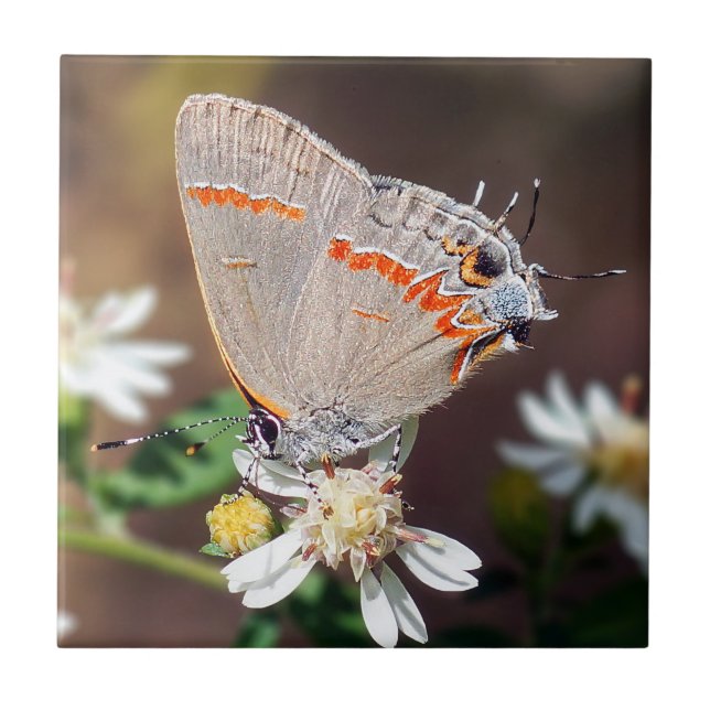 Dusky Blue Hairstreak Butterfly Ceramic Tile (Front)