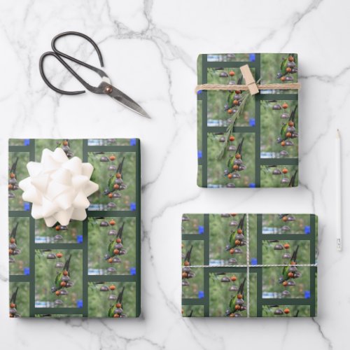 Dusky Conure Parrot Upside Down Bird   Wrapping Paper Sheets