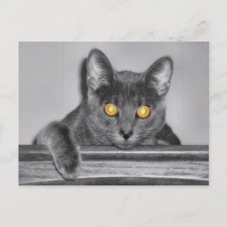 Dusky Gold Postcard
